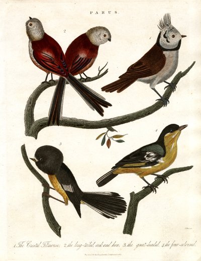 Parus: Titmice i Parids autorstwa John Pass