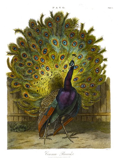 Pavo: paw pospolity autorstwa John Pass
