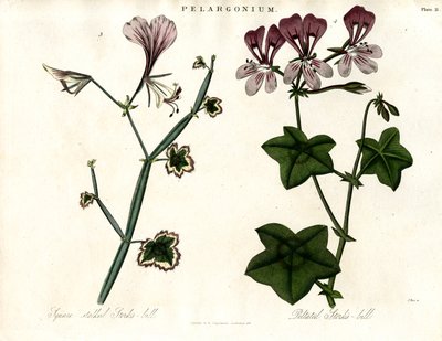 Gatunek pelargonii (bociani pazur) autorstwa John Pass