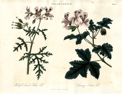 Gatunki pelargonii: Bocianowate wielolistne i Bocianowate małżowate autorstwa John Pass