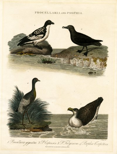 Petrele (Procellaria) i trębacze (Psophia) autorstwa John Pass