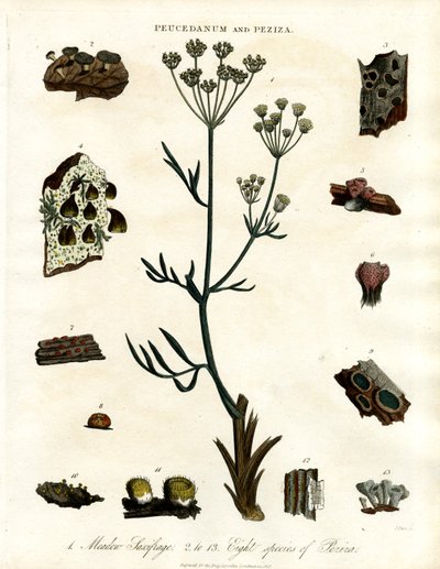 Peucedanum i Peziza autorstwa John Pass