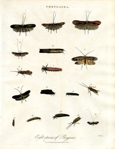 Phryganea - chruściki autorstwa John Pass