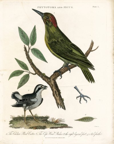 Phytotoma i dzięcioł ze szczegółami anatomicznymi autorstwa John Pass