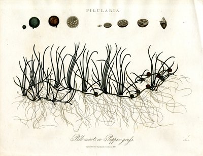 Pilularia: Pillwort lub Peppergrass autorstwa John Pass