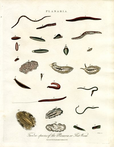 Planaria - dwanaście gatunków płazińców autorstwa John Pass