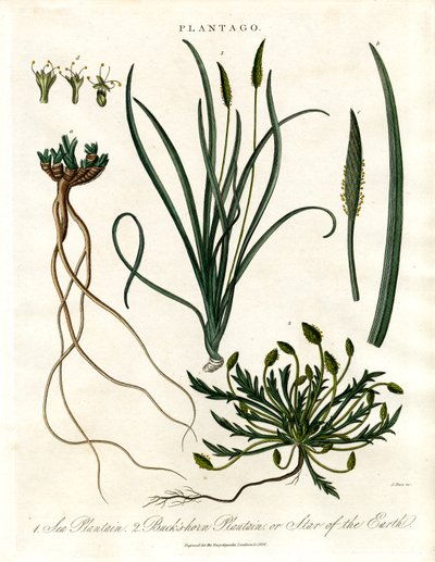 Gatunek Plantago autorstwa John Pass