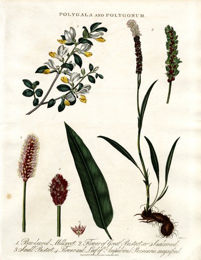 Polygala i Polygonum autorstwa John Pass