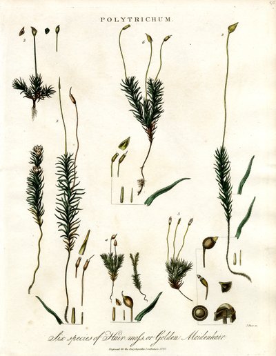 Polytrichum autorstwa John Pass