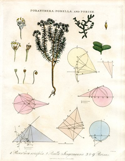 Poranthera; Porella i Porisms autorstwa John Pass