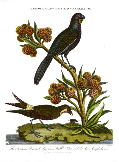 Pratincole, Glaucopis i Gnaphalium: Austrian Pratincole;Cinerous Wattle Bird i wybór Gnaphalium autorstwa John Pass