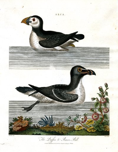 Puffin i Razor Bill (Alca) autorstwa John Pass