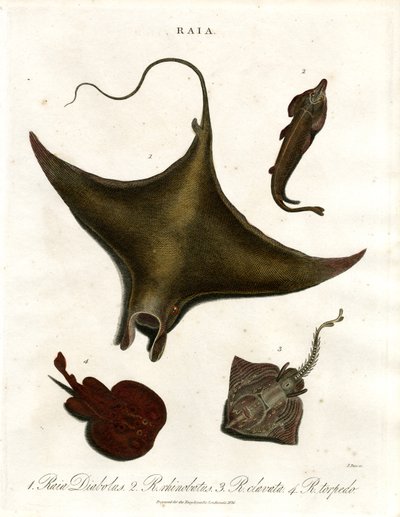 Gatunki Raia (Rays) autorstwa John Pass
