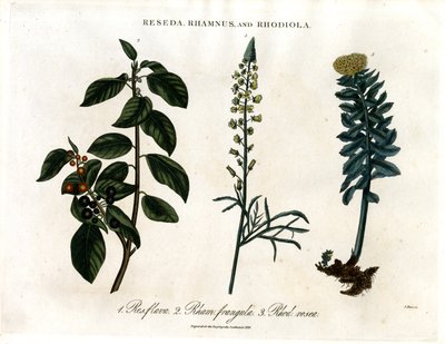 Reseda; Rhamnus i Rhodiola autorstwa John Pass