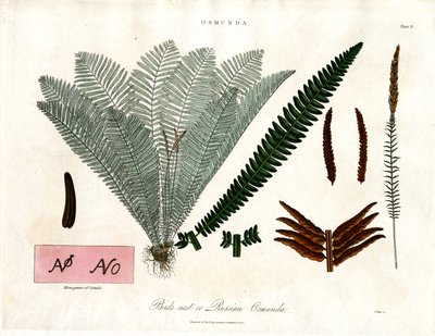Paproć królewska (Osmunda) autorstwa John Pass