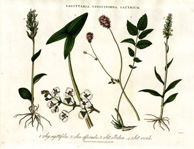 Sagittaria, Sanguisorba i Satyrium: Botaniczna reprezentacja różnych gatunków roślin autorstwa John Pass
