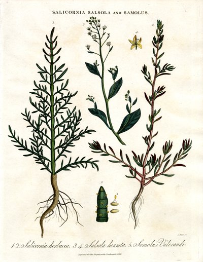 Salicornia, Salsola i Samolus: Halofityczne rośliny przybrzeżne autorstwa John Pass