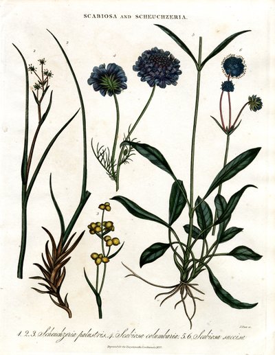 Scabiosa i Scheuchzeria autorstwa John Pass