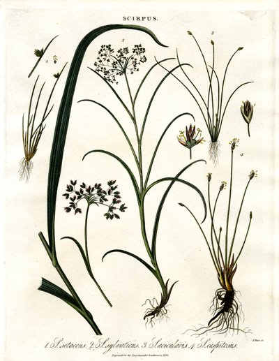 Gatunek Scirpus autorstwa John Pass