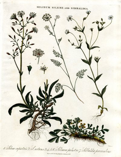 Selinum; Silene i Sibbaldia autorstwa John Pass