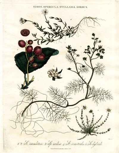 Sison;Spergula;Stellaria;Sorbus autorstwa John Pass