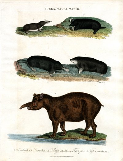 Sorex;Talpa;Tapir: Ryjówki;Krety i Tapiry autorstwa John Pass