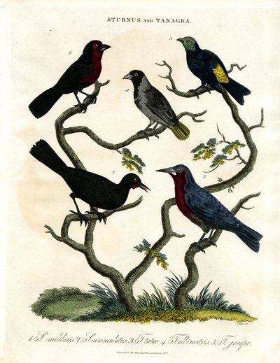 Sturnus i Tanagra (szpaki i tanagry) autorstwa John Pass