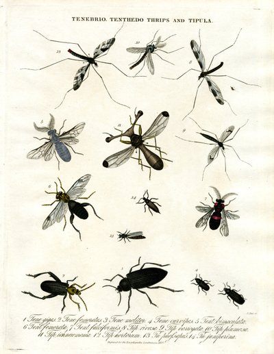Tenebrio;Tenthedo;Wciornastki i Tipula - Różnorodność owadów autorstwa John Pass