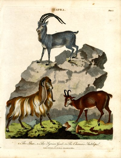 Ibex, koza syryjska i antylopa kozica autorstwa John Pass