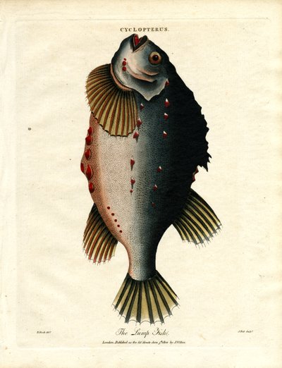 Lump Fish autorstwa John Pass