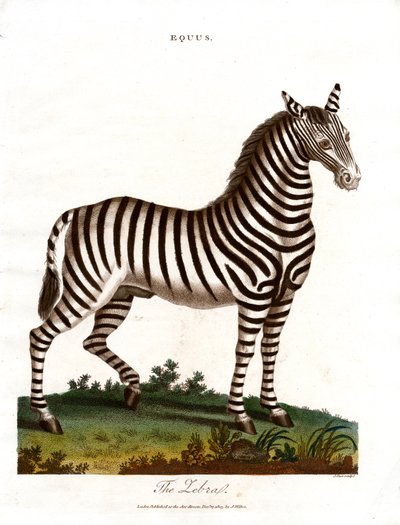 Zebra autorstwa John Pass