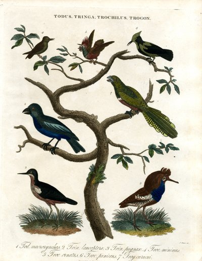 Todus;Tringa;Trochilus i Trogon autorstwa John Pass