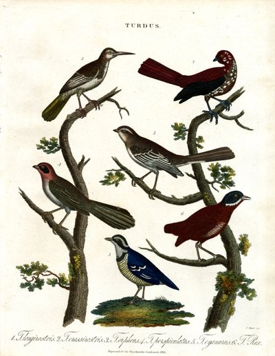Różne gatunki drozdów (Turdus) autorstwa John Pass