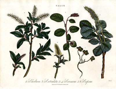 Różne gatunki wierzby (Salix) autorstwa John Pass