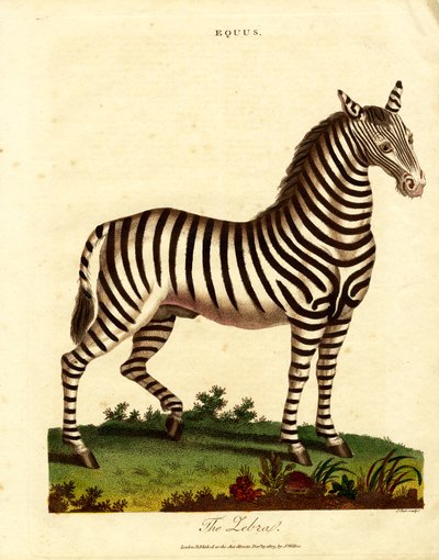 Zebra (Equus) autorstwa John Pass