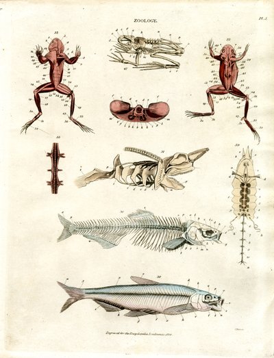 Zoologiczne ilustracje anatomiczne (plansza 5) autorstwa John Pass