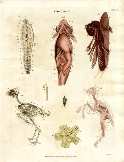 Zoologiczne ilustracje anatomiczne (plansza XV) autorstwa John Pass