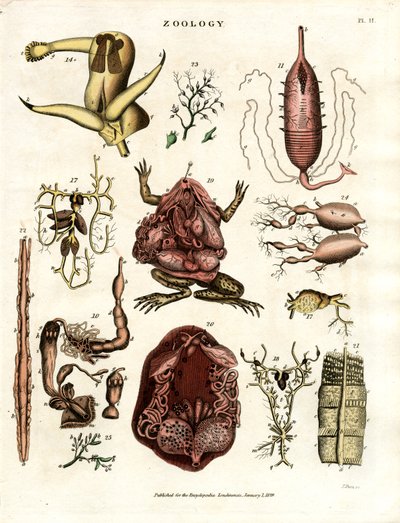Zoologia Pl. II: Ilustracje anatomiczne różnych zwierząt i narządów autorstwa John Pass