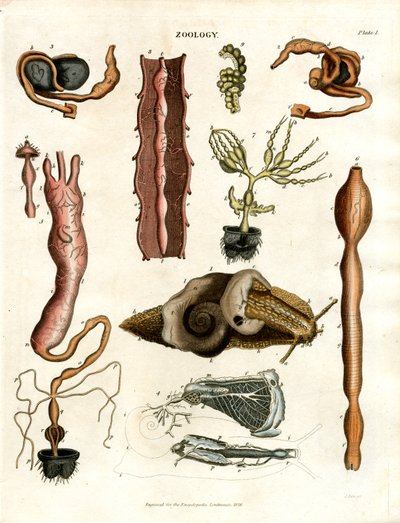 Zoologia Płyta I: Ilustracje anatomiczne różnych zwierząt autorstwa John Pass