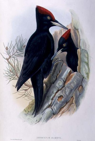 Dzięcioł czarny (Dryocopus Martius) (ręcznie barwiony lito) autorstwa John and Richter Henry Constantine (after) Gould