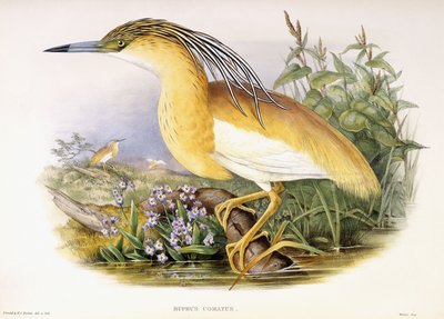 Buphus Comatus, c.1862-3 (ręcznie kolorowana litografowana płyta) autorstwa John and Richter Henry Constantine Gould