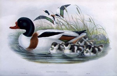 Sheldrake (Tadorna Vulpanser) (ręcznie kolorowana lito) autorstwa John and Richter Henry Constantine (after) Gould