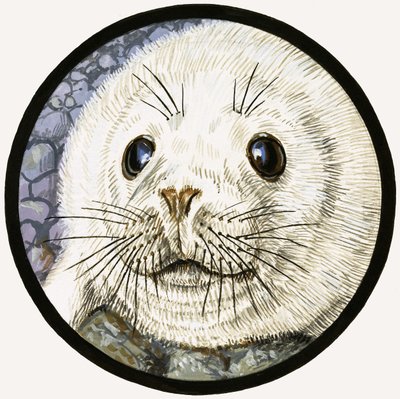 Foka - nasz morski przyjaciel autorstwa John Rignall