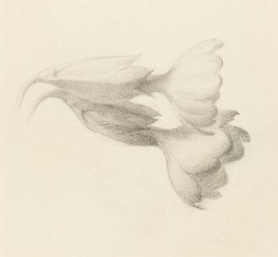 Dzwonki Cowslip, prawdopodobnie 1871 (grafit na papierze tkanym) autorstwa John Ruskin