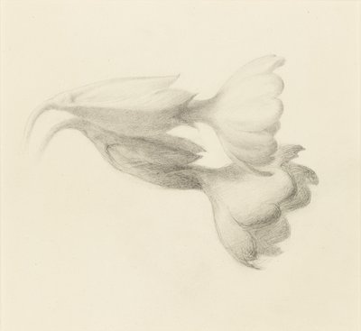 Dzwonki Cowslip, prawdopodobnie 1871. autorstwa John Ruskin