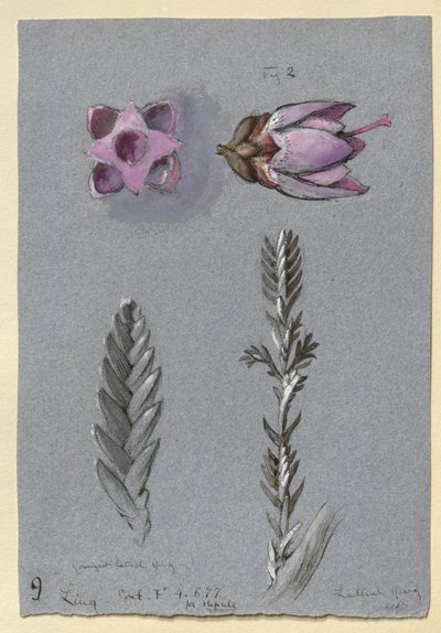 Cztery Studia Linga, prawdopodobnie 14 września 1869 r. autorstwa John Ruskin