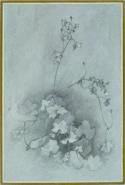 Toadflax bluszczolistny 