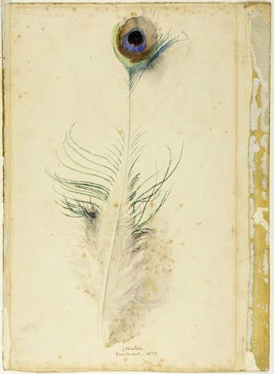 Pióro pawia autorstwa John Ruskin