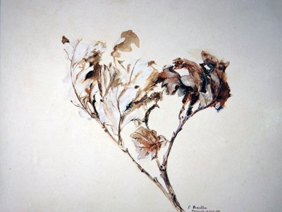 Studium liści dębu autorstwa John Ruskin