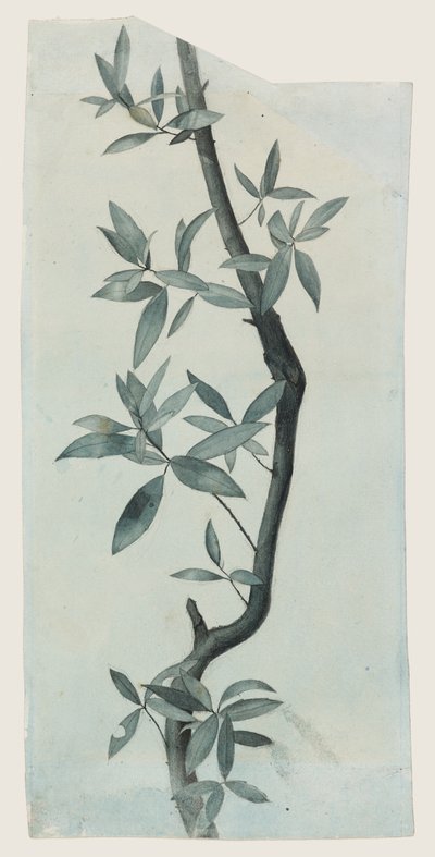 Studium liści wierzby, ok. 1857 (ołówek i akwarela na papierze) autorstwa John Ruskin